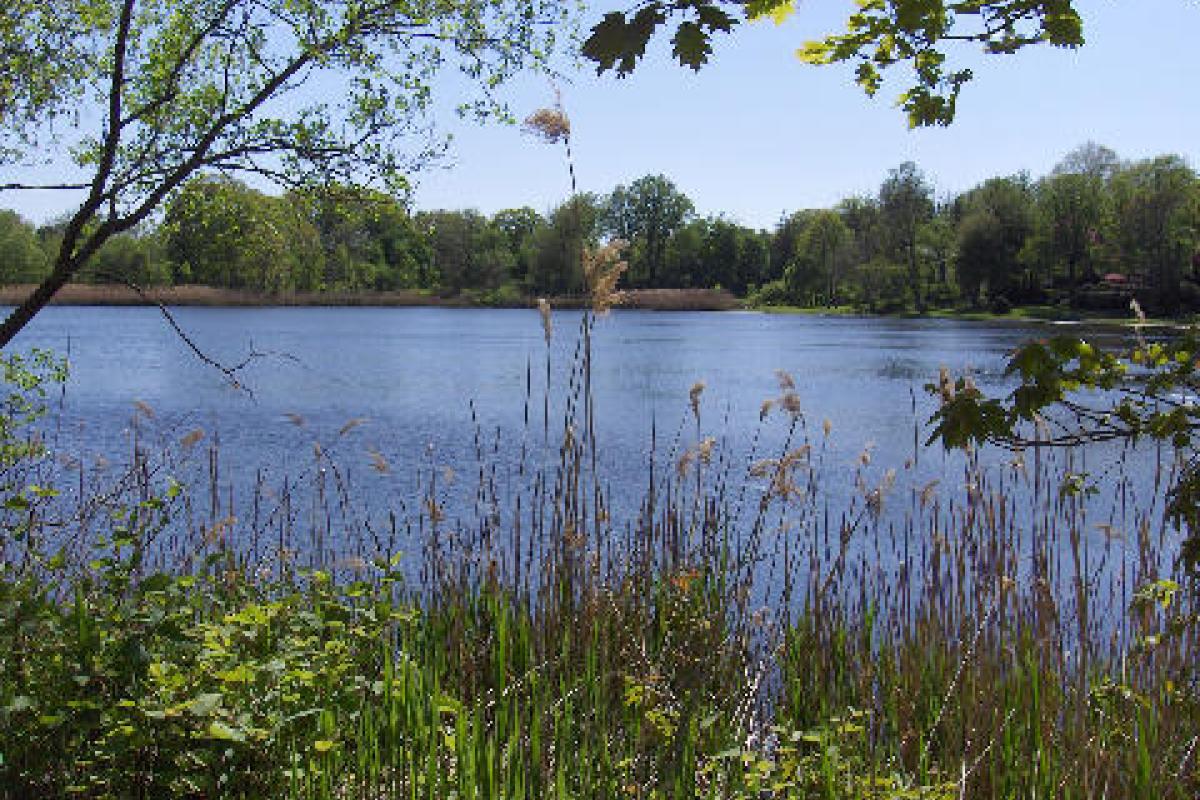 Photo of a pond taken from the shore